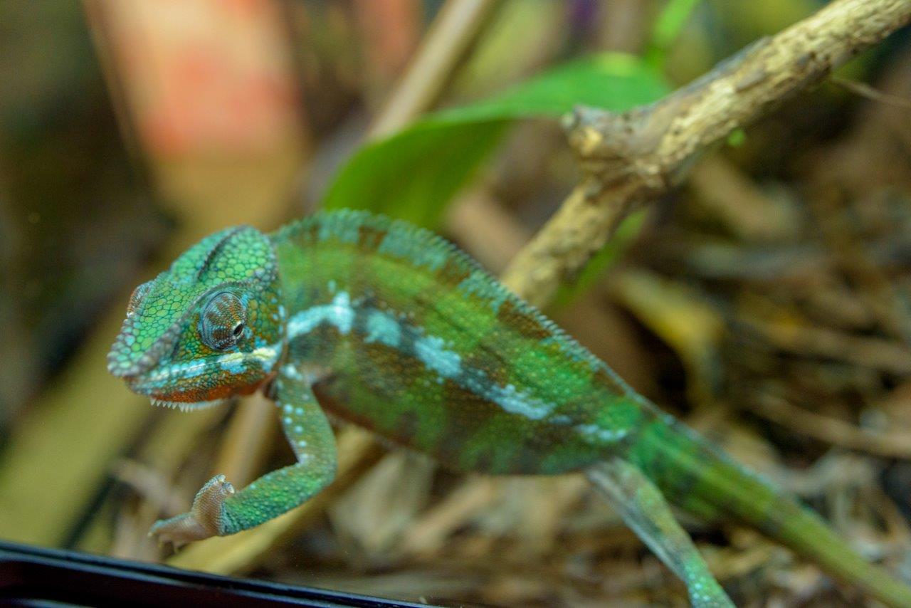 Iulius_Town_Timisoara_expozitie_reptile_3_