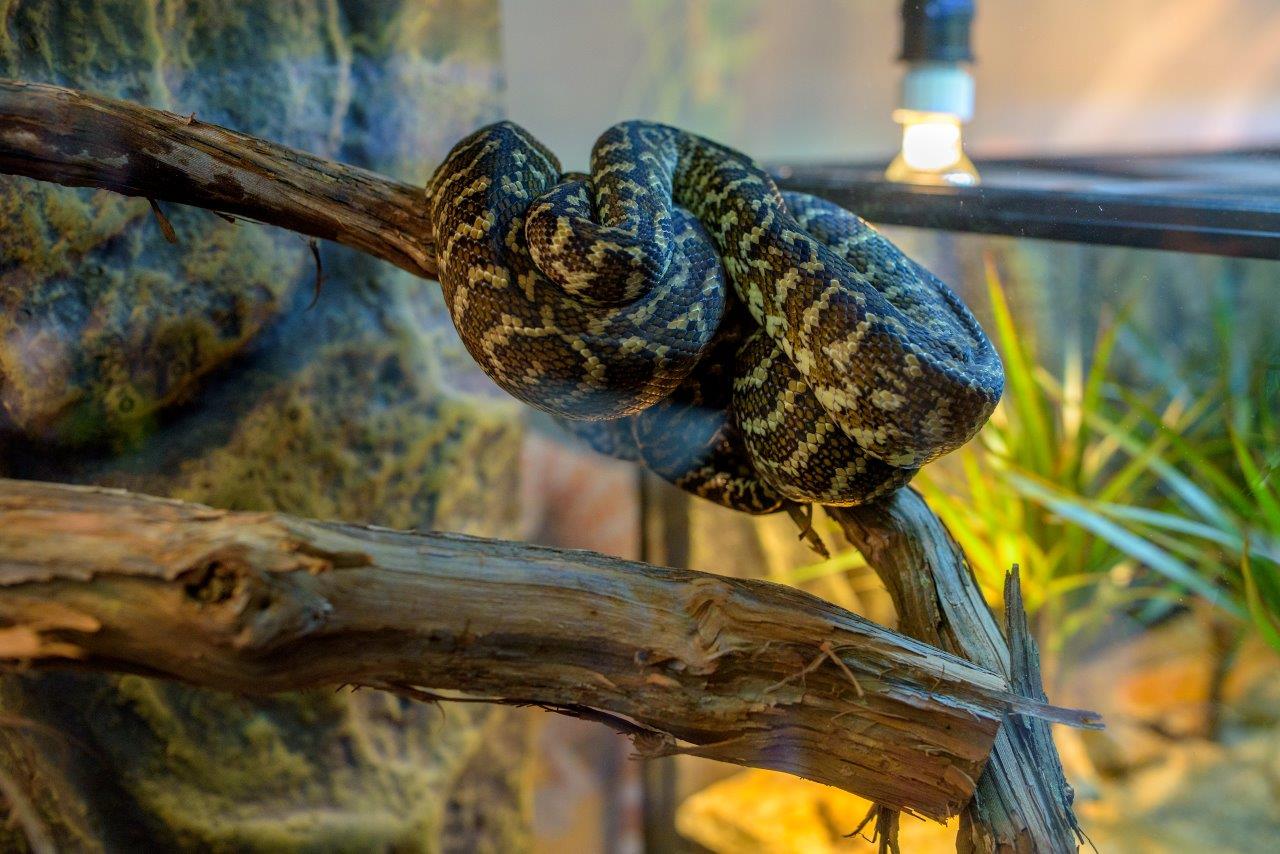 Iulius_Town_Timisoara_expozitie_reptile_4_