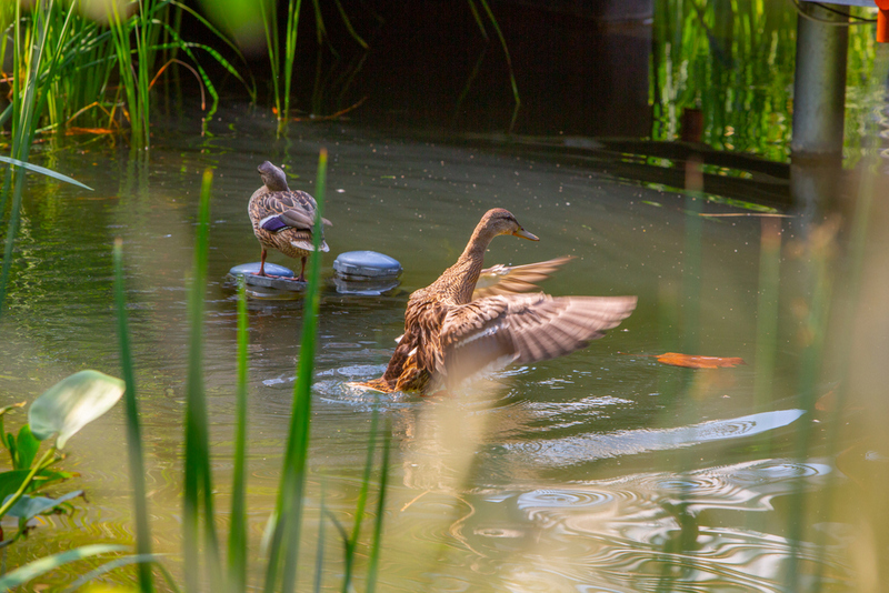 Iulius_Town_Timisoara_12