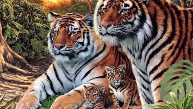 tigri 